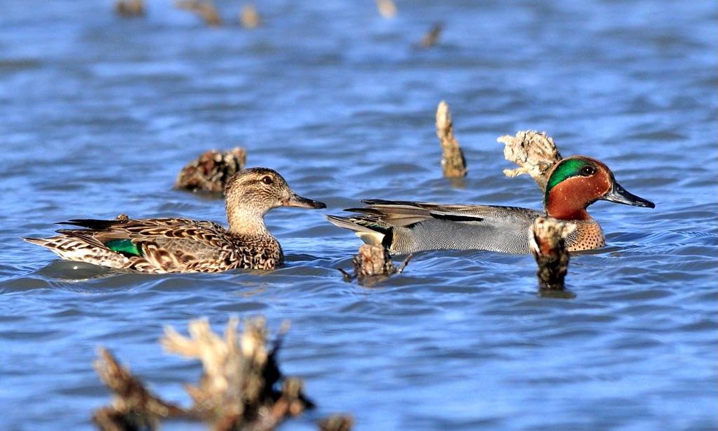 Green Winged Teal Pair Seedskadee NWR by Tom Koerner/USFWS Mountain Prairie is licensed under CC BY 2.0.